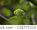  White flower 138773310