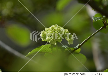 White flower White flower 138773310