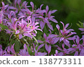 Azalea's flower 138773311