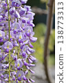 Wisteria flowers blooming in the spring sunshine 138773313