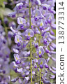 Invited by the fragrance of spring 138773314
