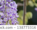 Purple wisteria flower 138773316