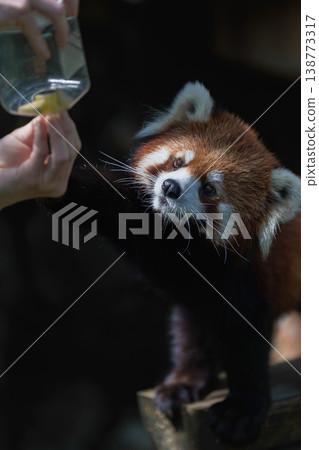 Red panda practicing eating at Edogawa Natural Zoo Red panda practicing eating at Edogawa Natural Zoo 138773317
