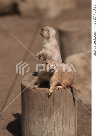 江戶川區自然動物園的土撥鼠從洞穴裡探出頭來 江戶川區自然動物園的土撥鼠從洞穴裡探出頭來 138773318