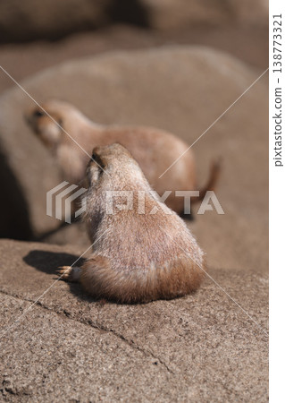 Prairie dogs peeking out of their burrows at Edogawa Ward Natural Zoo 138773321