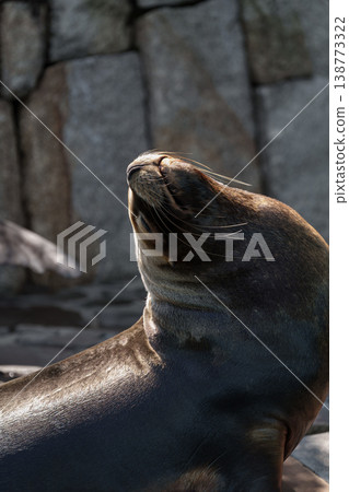California sea lions taking a nap at Edogawa Natural Zoo 138773322