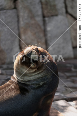 加州海獅在江戶川自然動物園小憩 加州海獅在江戶川自然動物園小憩 138773323
