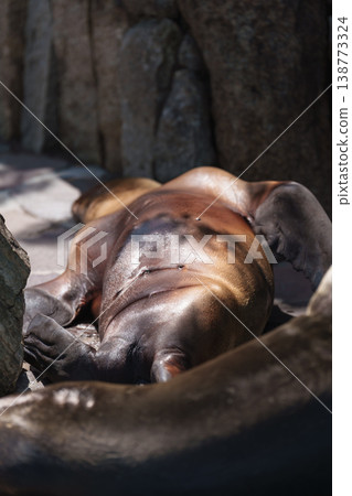 California sea lions taking a nap at Edogawa Natural Zoo 138773324