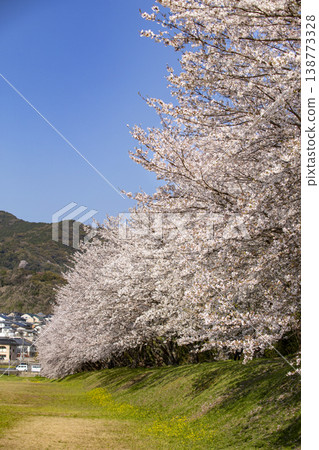福岡縣太宰府市瑞木城遺址的櫻花樹 138773328