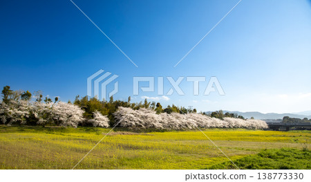 Cherry blossom trees and rapeseed flowers at the Mizuki Castle ruins in Dazaifu City, Fukuoka Prefecture Cherry blossom trees and rapeseed flowers at the Mizuki Castle ruins in Dazaifu City, Fukuoka Prefecture 138773330