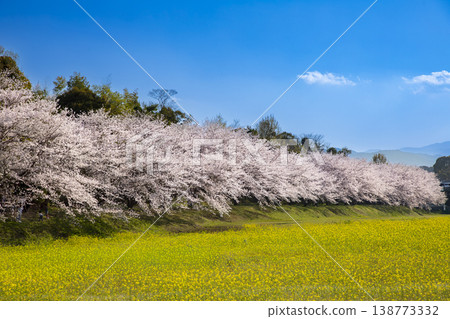 福岡縣太宰府市瑞木城遺址的櫻花樹和油菜花 福岡縣太宰府市瑞木城遺址的櫻花樹和油菜花 138773332