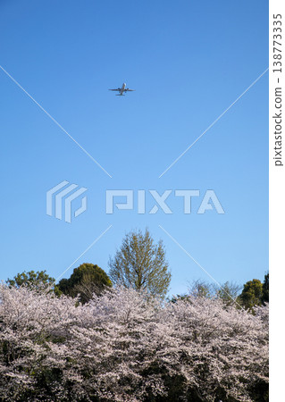 Cherry blossoms in full bloom and airplane Cherry blossoms in full bloom and airplane 138773335