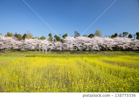 福岡縣太宰府市瑞木城遺址的櫻花樹和油菜花 138773336