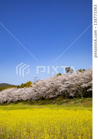 福岡縣太宰府市瑞木城遺址的櫻花樹和油菜花 138773363