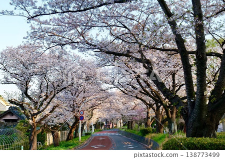 Mizumoto公園的櫻花 138773499