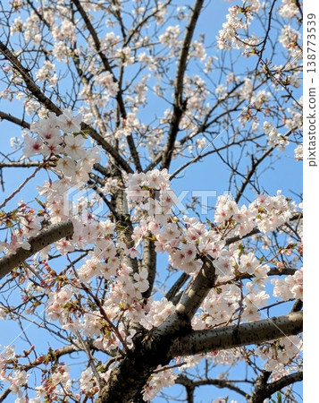 藍天下的櫻花 [櫻花，春天，圖片] 138773539