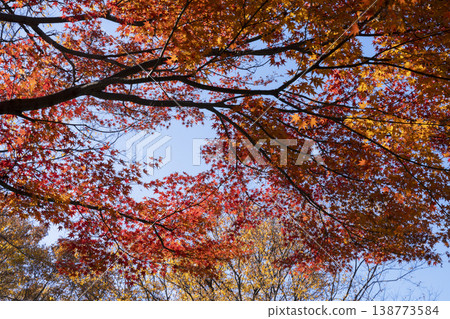 Autumn leaves of maple Autumn leaves of maple 138773584