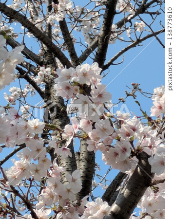 Cherry blossoms and blue sky [Cherry blossoms, spring, image] 138773610