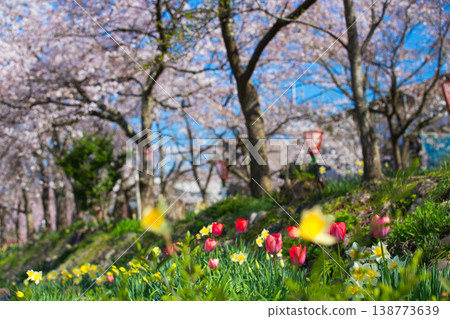 Katsuyama Benten Cherry Blossoms and the Kuzuryu Riverside in Spring Katsuyama Benten Cherry Blossoms and the Kuzuryu Riverside in Spring 138773639