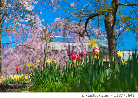 Katsuyama Benten Cherry Blossoms and the Kuzuryu Riverside in Spring Katsuyama Benten Cherry Blossoms and the Kuzuryu Riverside in Spring 138773641