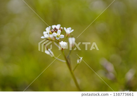 In spring, rice paddies and other areas are covered with tiny white flowers of the Cardamine flexuosa...5 In spring, rice paddies and other areas are covered with tiny white flowers of the Cardamine flexuosa...5 138773661