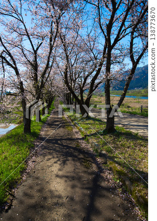 Katsuyama Benten Cherry Blossoms and the Kuzuryu Riverside in Spring Katsuyama Benten Cherry Blossoms and the Kuzuryu Riverside in Spring 138773670
