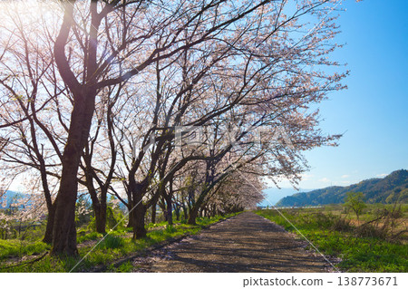 Katsuyama Benten Cherry Blossoms and the Kuzuryu Riverside in Spring Katsuyama Benten Cherry Blossoms and the Kuzuryu Riverside in Spring 138773671