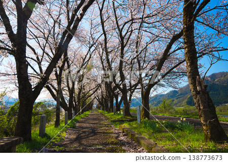Katsuyama Benten Cherry Blossoms and the Kuzuryu Riverside in Spring Katsuyama Benten Cherry Blossoms and the Kuzuryu Riverside in Spring 138773673