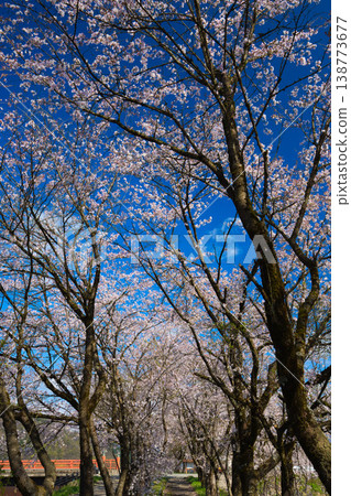 Katsuyama Benten Cherry Blossoms and the Kuzuryu Riverside in Spring Katsuyama Benten Cherry Blossoms and the Kuzuryu Riverside in Spring 138773677