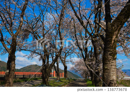 Katsuyama Benten Cherry Blossoms and the Kuzuryu Riverside in Spring Katsuyama Benten Cherry Blossoms and the Kuzuryu Riverside in Spring 138773678