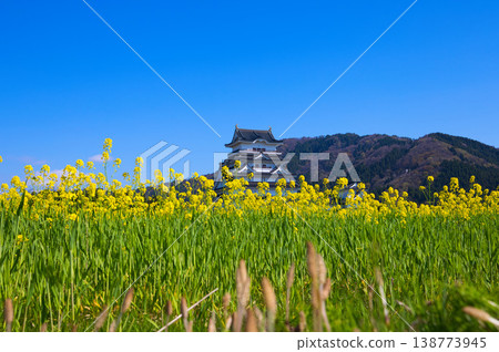Rapeseed blossoms and Katsuyama Castle Museum Rapeseed blossoms and Katsuyama Castle Museum 138773945