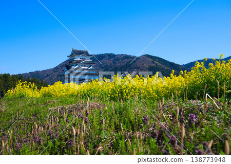 Rapeseed blossoms and Katsuyama Castle Museum Rapeseed blossoms and Katsuyama Castle Museum 138773948