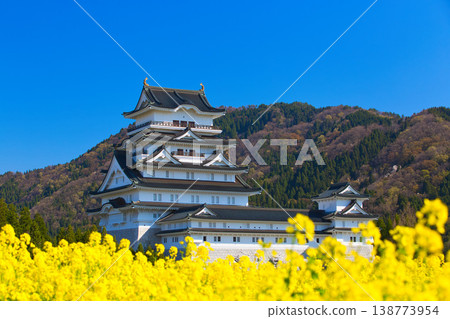 油菜花和勝山城博物館 油菜花和勝山城博物館 138773954