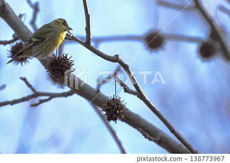 黃雀與莓果:藍色背景下的野生鳥類照片 黃雀與莓果:藍色背景下的野生鳥類照片 138773967