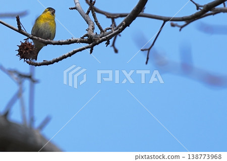 一隻背景開闊的黃雀-野生鳥類圖片 一隻背景開闊的黃雀-野生鳥類圖片 138773968