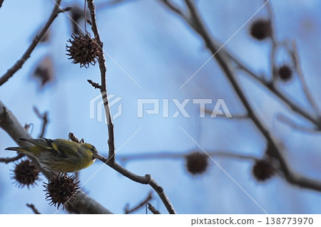 一隻黃雀棲息在樹枝上;野生鳥類照片的側面圖。 一隻黃雀棲息在樹枝上;野生鳥類照片的側面圖。 138773970