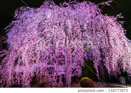 京都本滿寺的垂枝櫻花 京都本滿寺的垂枝櫻花 138773973