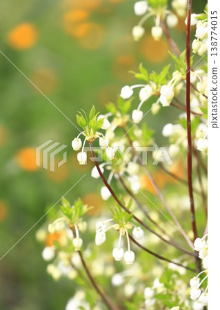 White Enkianthus perulatus flowers in full bloom White Enkianthus perulatus flowers in full bloom 138774015