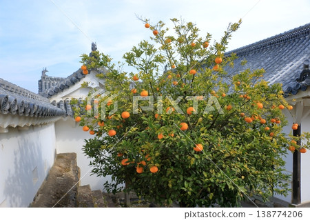 Scene from the grounds of Himeji Castle in Himeji City of Hyogo Prefecture in Japan 138774206