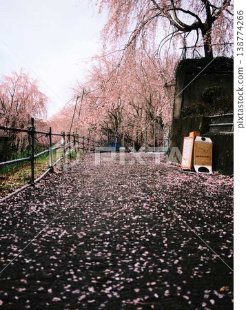 Kawazu cherry blossoms to announce the arrival of spring Kawazu cherry blossoms to announce the arrival of spring 138774266