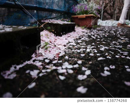 Kawazu cherry blossoms to announce the arrival of spring Kawazu cherry blossoms to announce the arrival of spring 138774268