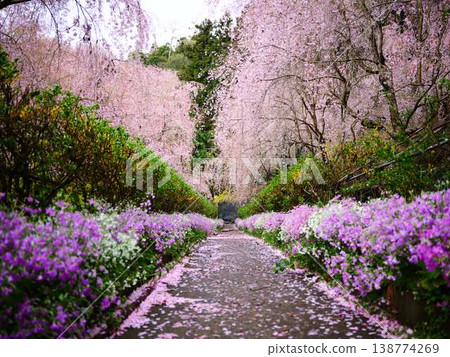 Kawazu cherry blossoms to announce the arrival of spring Kawazu cherry blossoms to announce the arrival of spring 138774269