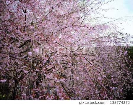 Kawazu cherry blossoms to announce the arrival of spring Kawazu cherry blossoms to announce the arrival of spring 138774273