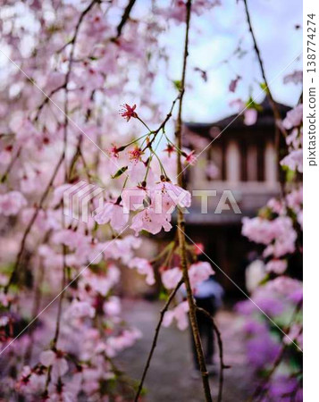 Kawazu cherry blossoms to announce the arrival of spring Kawazu cherry blossoms to announce the arrival of spring 138774274