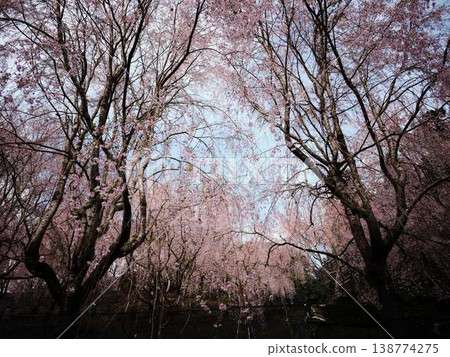 Kawazu cherry blossoms to announce the arrival of spring Kawazu cherry blossoms to announce the arrival of spring 138774275