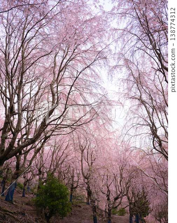Kawazu cherry blossoms to announce the arrival of spring Kawazu cherry blossoms to announce the arrival of spring 138774312