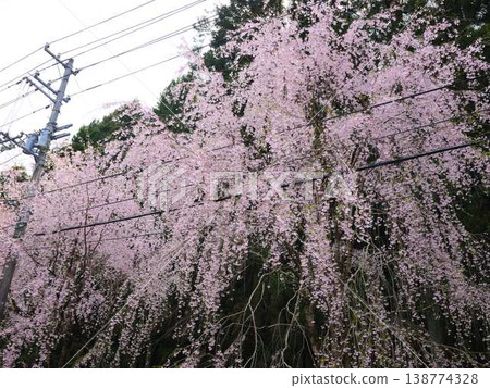Kawazu cherry blossoms to announce the arrival of spring 138774328