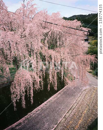 Kawazu cherry blossoms to announce the arrival of spring Kawazu cherry blossoms to announce the arrival of spring 138774335