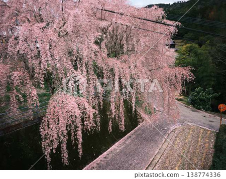 Kawazu cherry blossoms to announce the arrival of spring Kawazu cherry blossoms to announce the arrival of spring 138774336