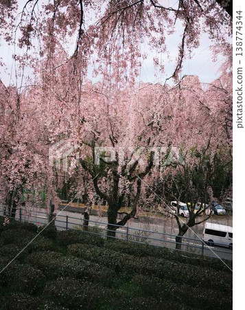河津櫻花宣布春天的到來 河津櫻花宣布春天的到來 138774344